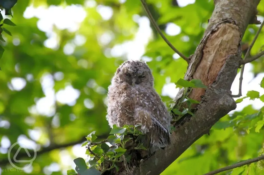 Regular visiting owl