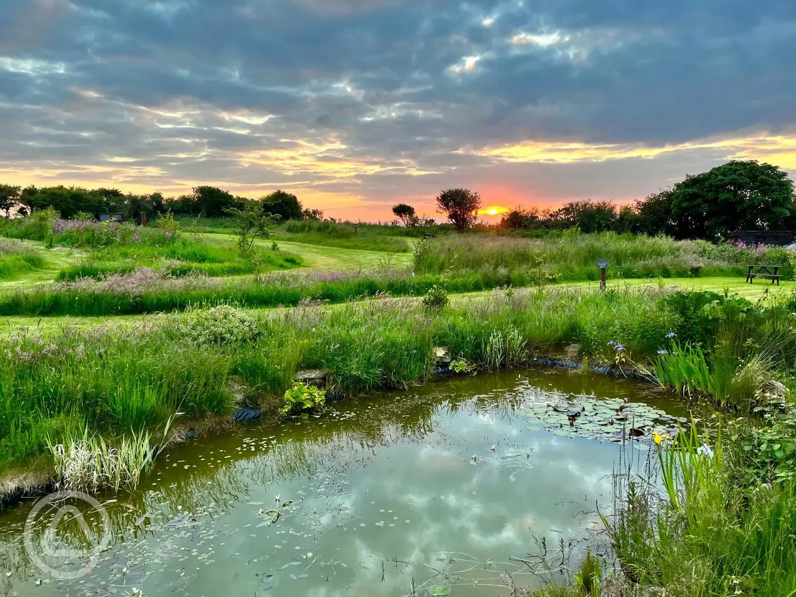 Wildlife pond