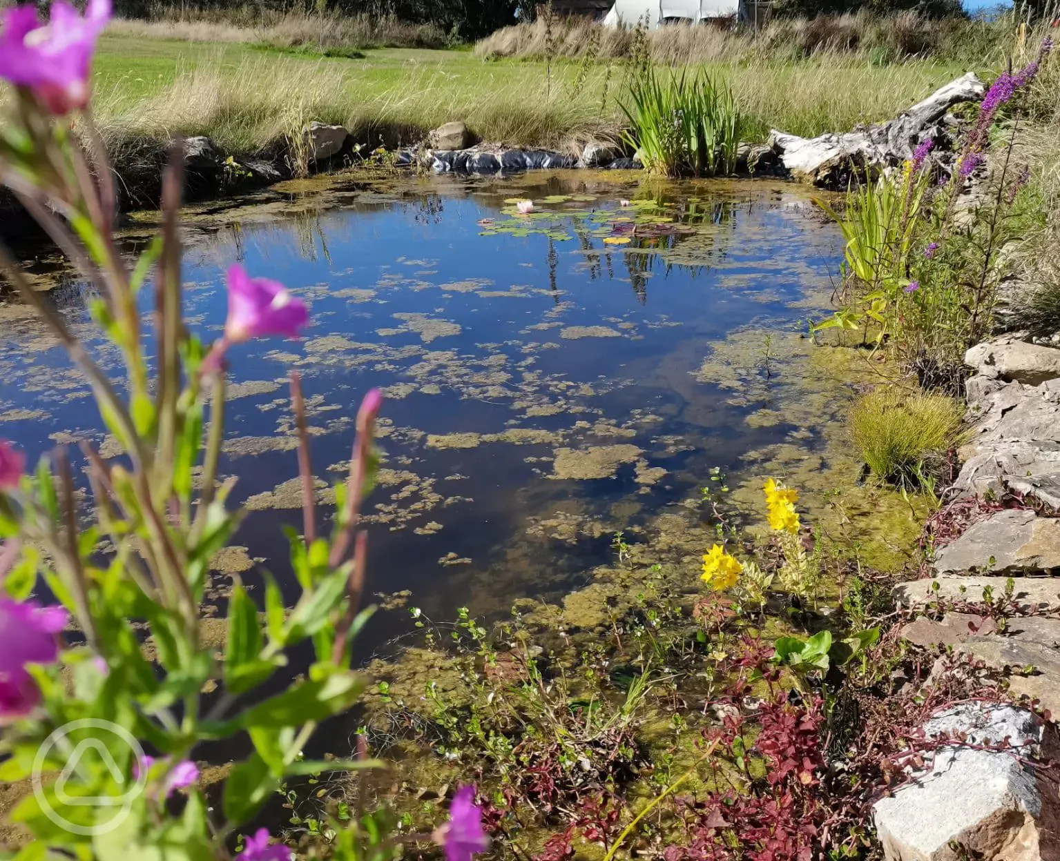 Wildlife pond in the camping field