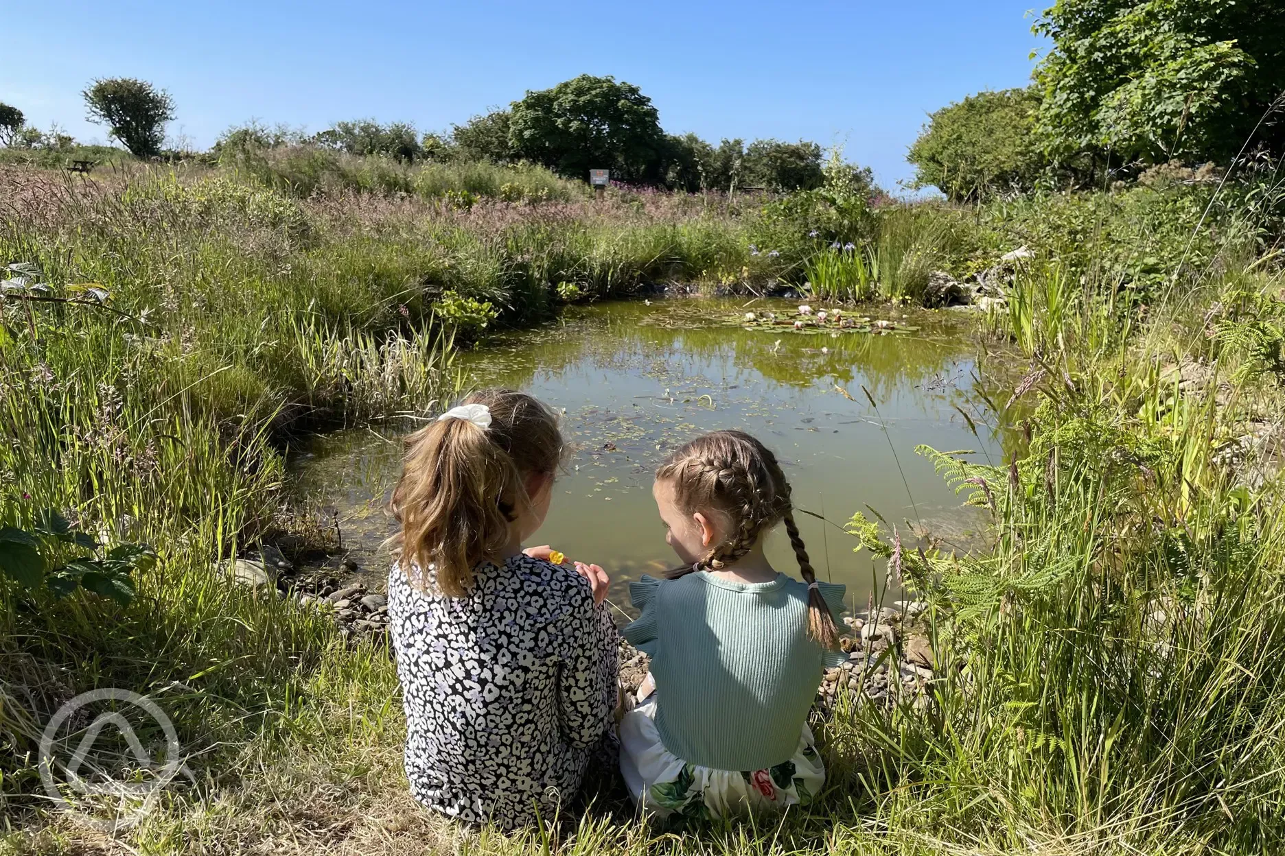 Wildlife pond