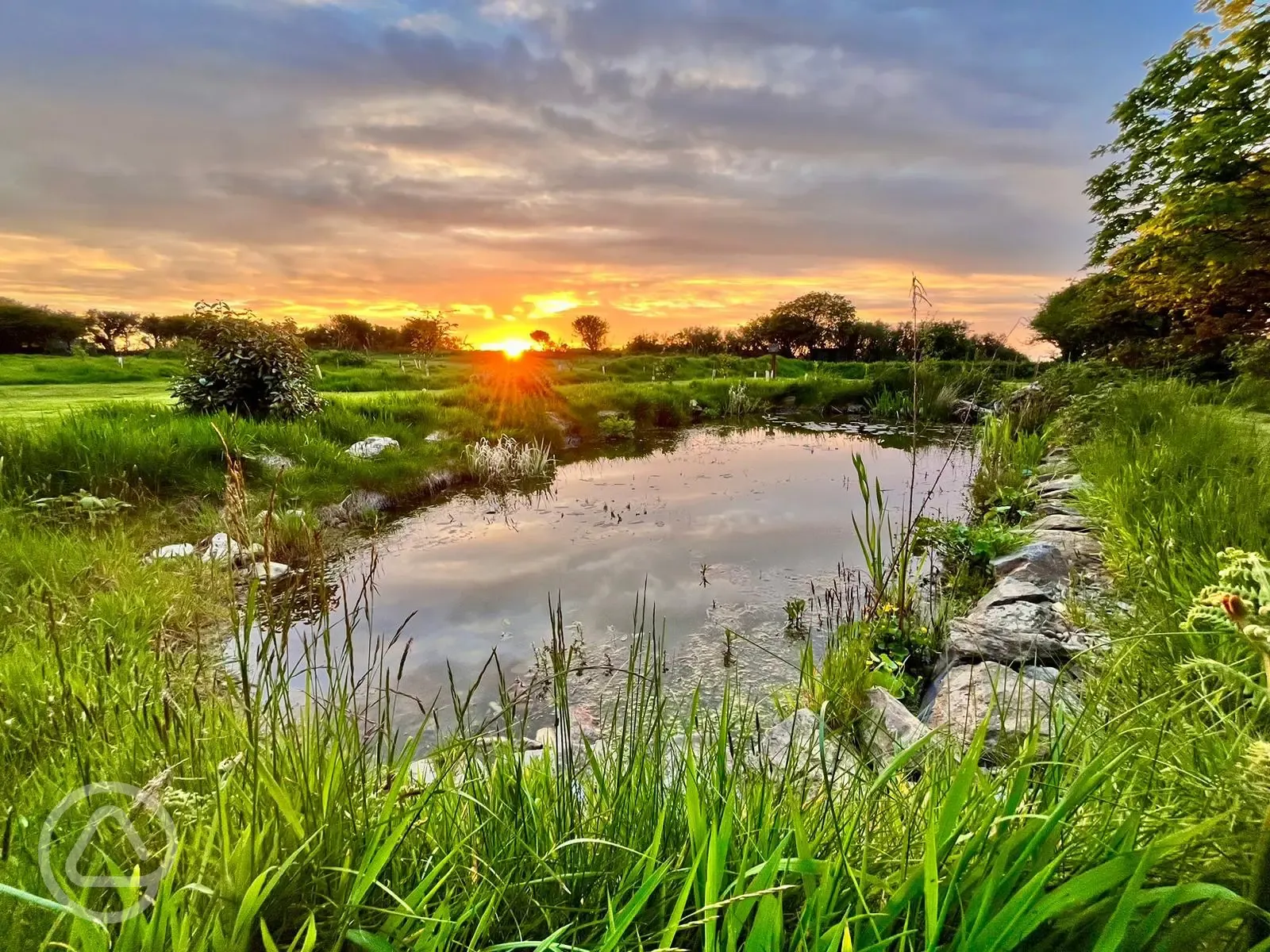 Wildlife pond