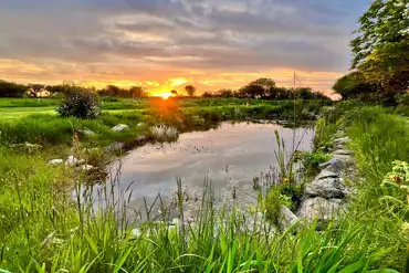 Wildlife pond