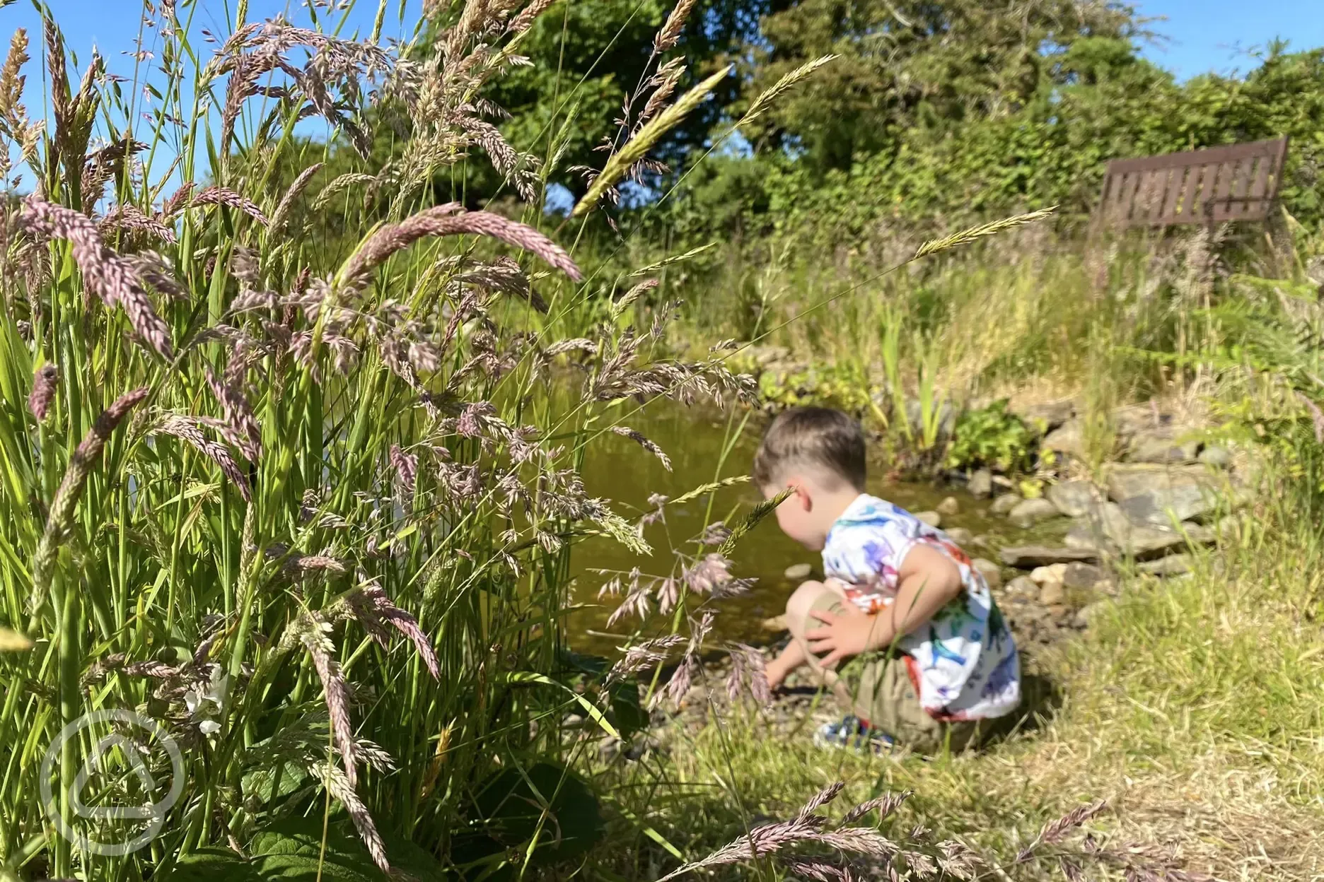 Exploring the pond