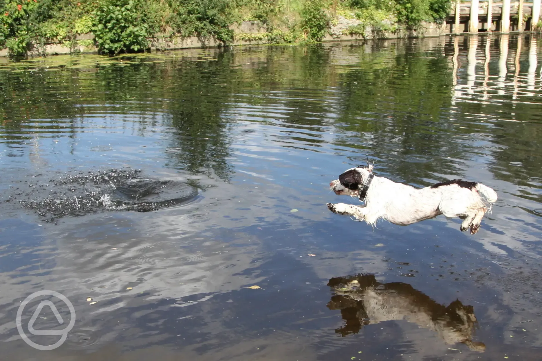 Dogs cooling off in the river