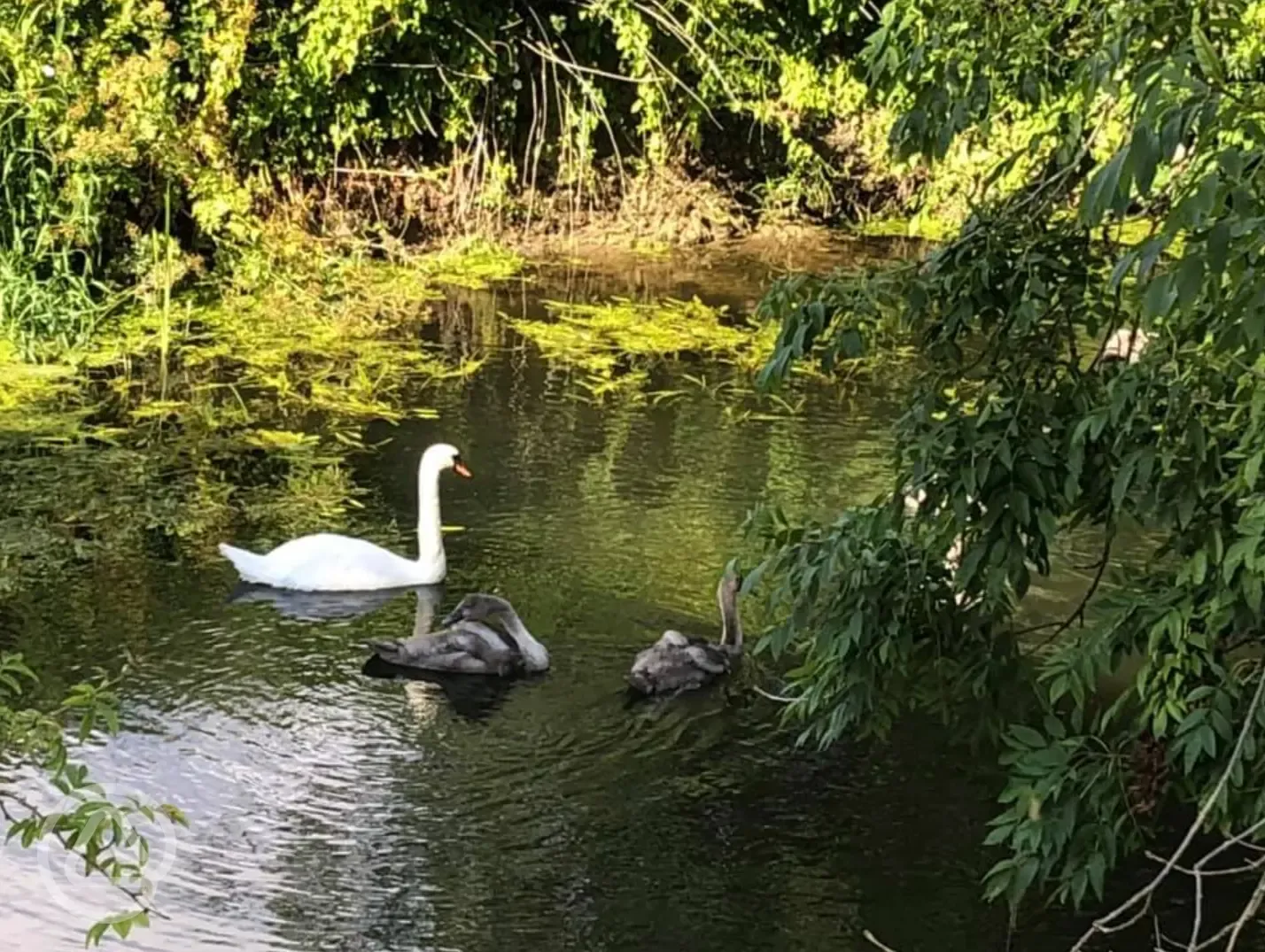 Swans on the River Stour