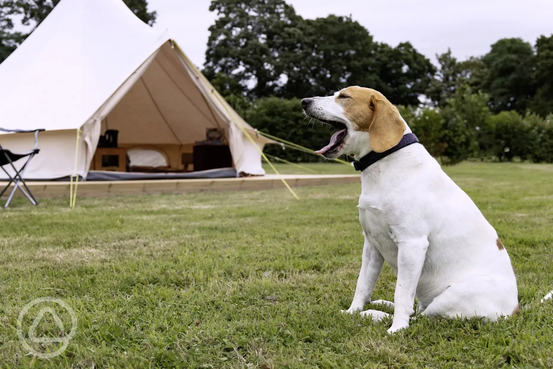 Dog friendly campsite