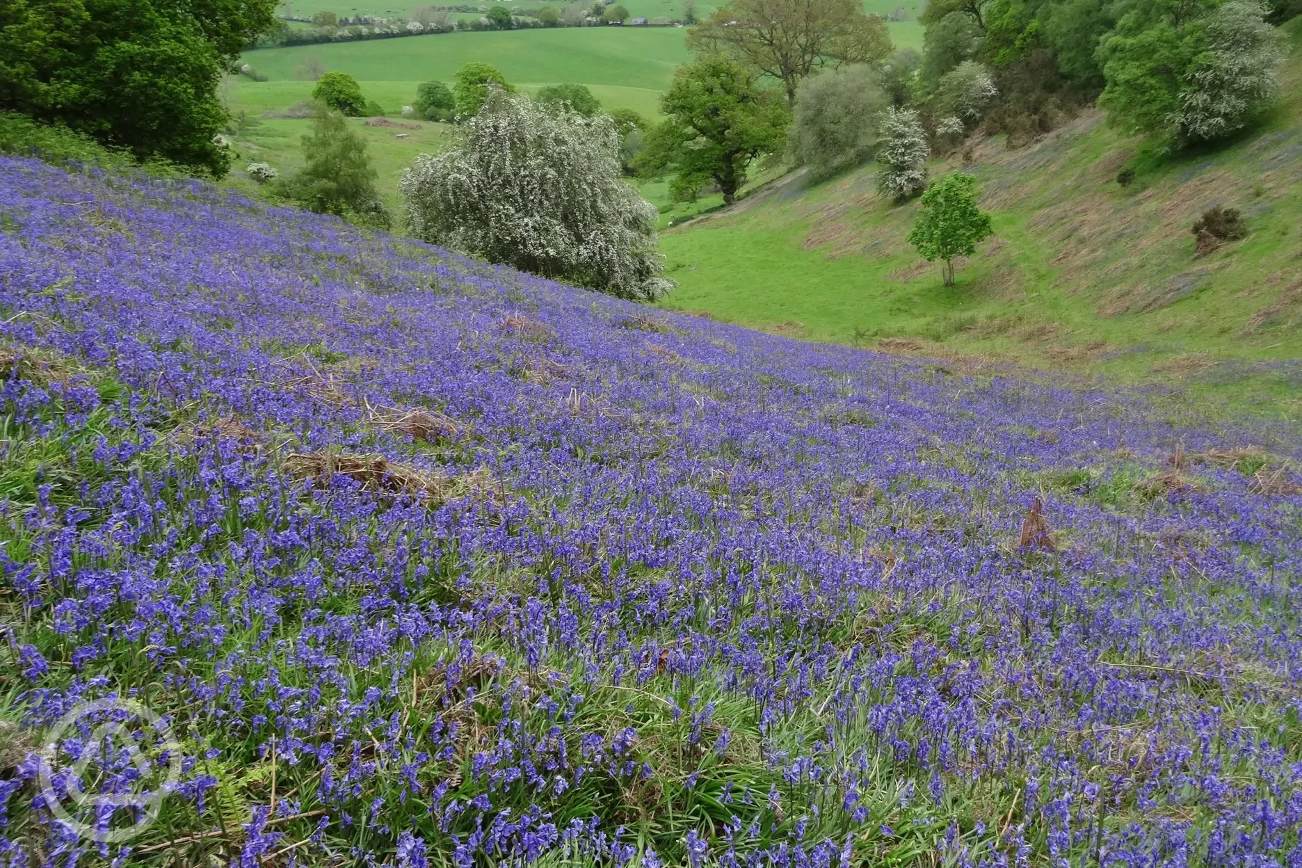 Bluebells