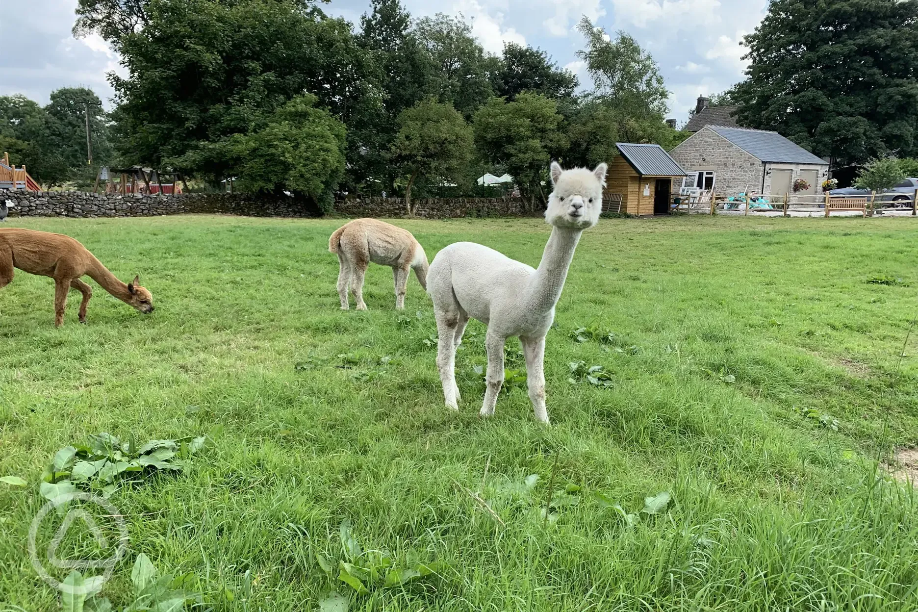 Alpacas