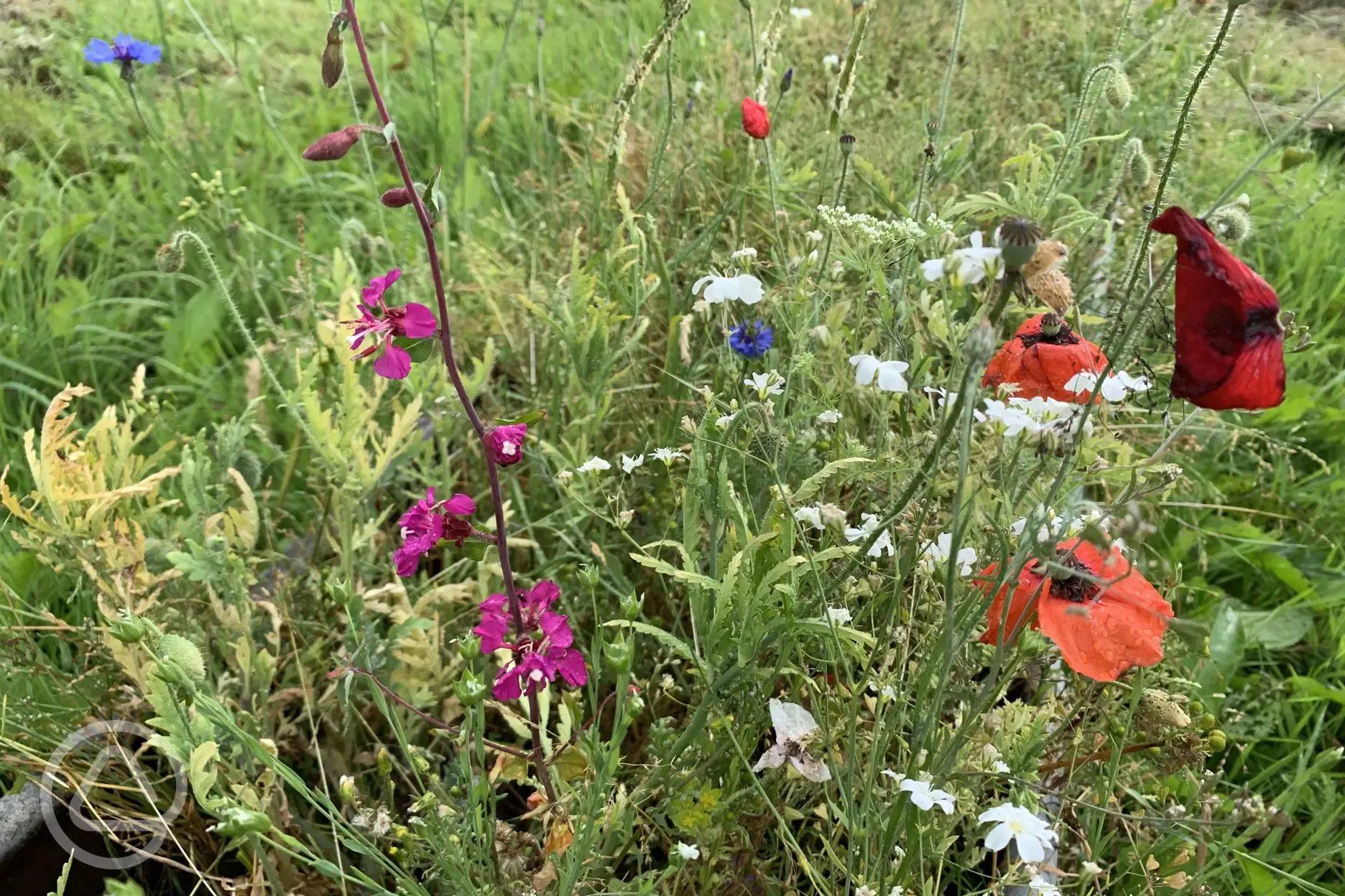 Wild flowers onsite