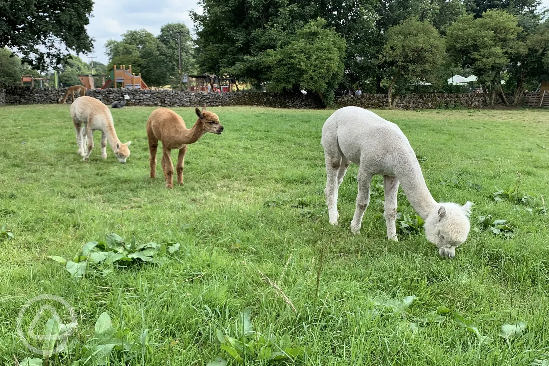 Alpacas