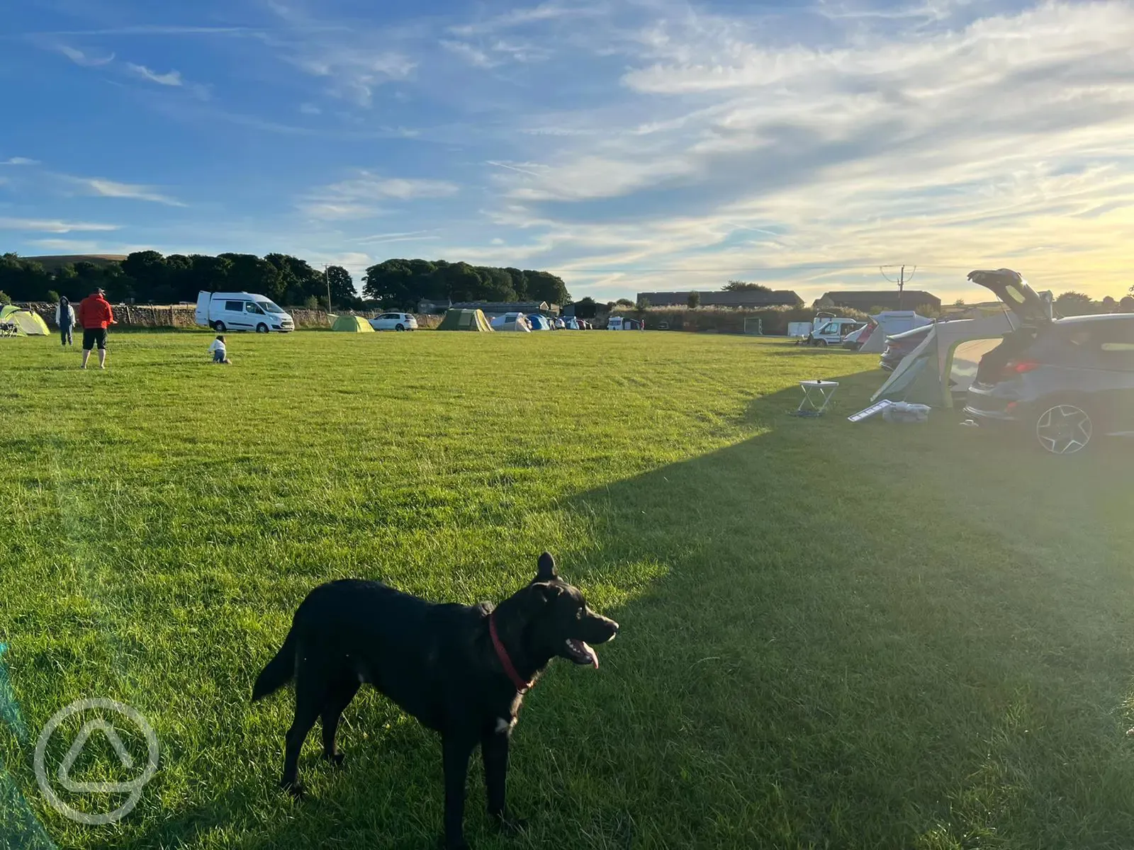 Dog friendly non electric grass pitches