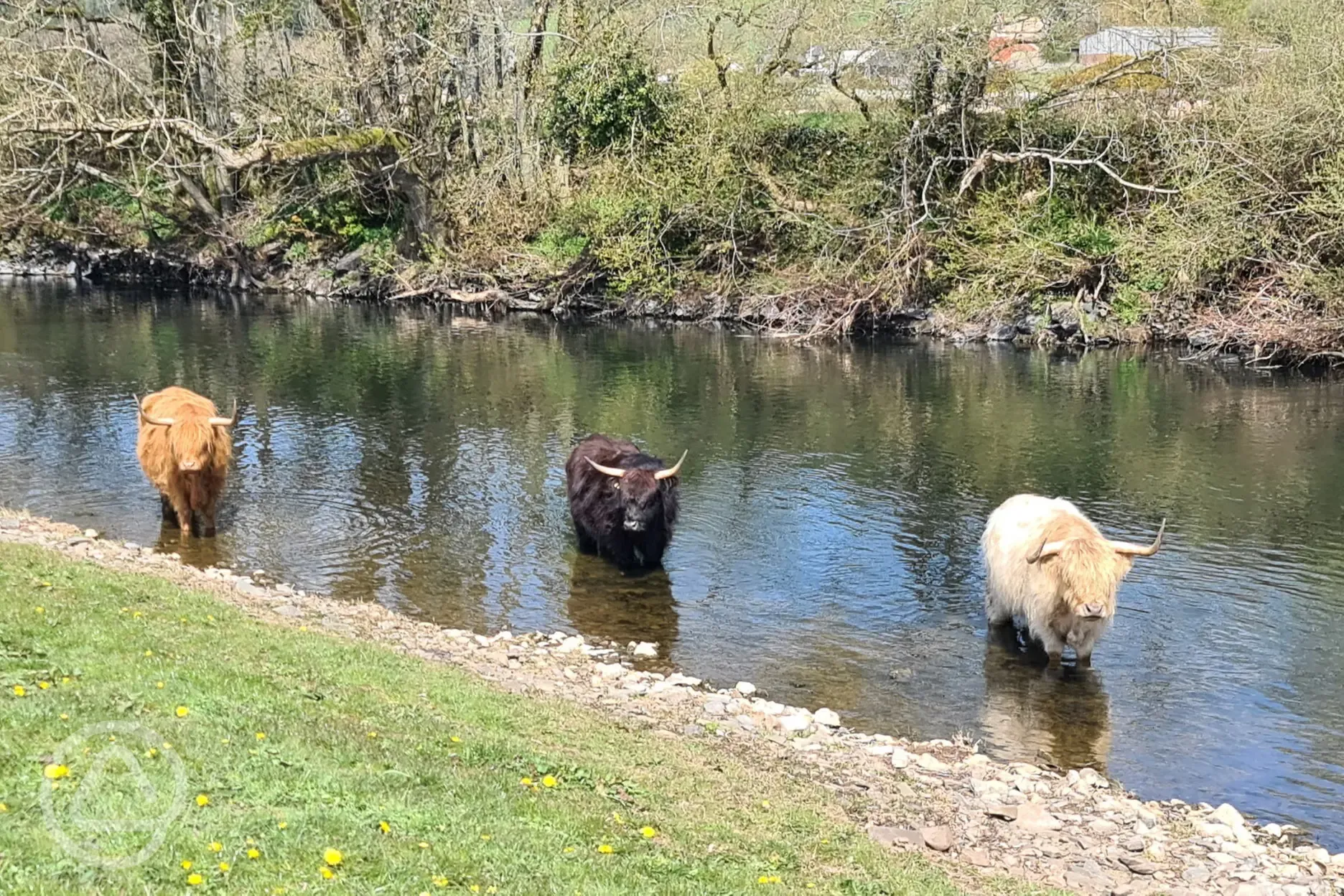 Highland cows in the river