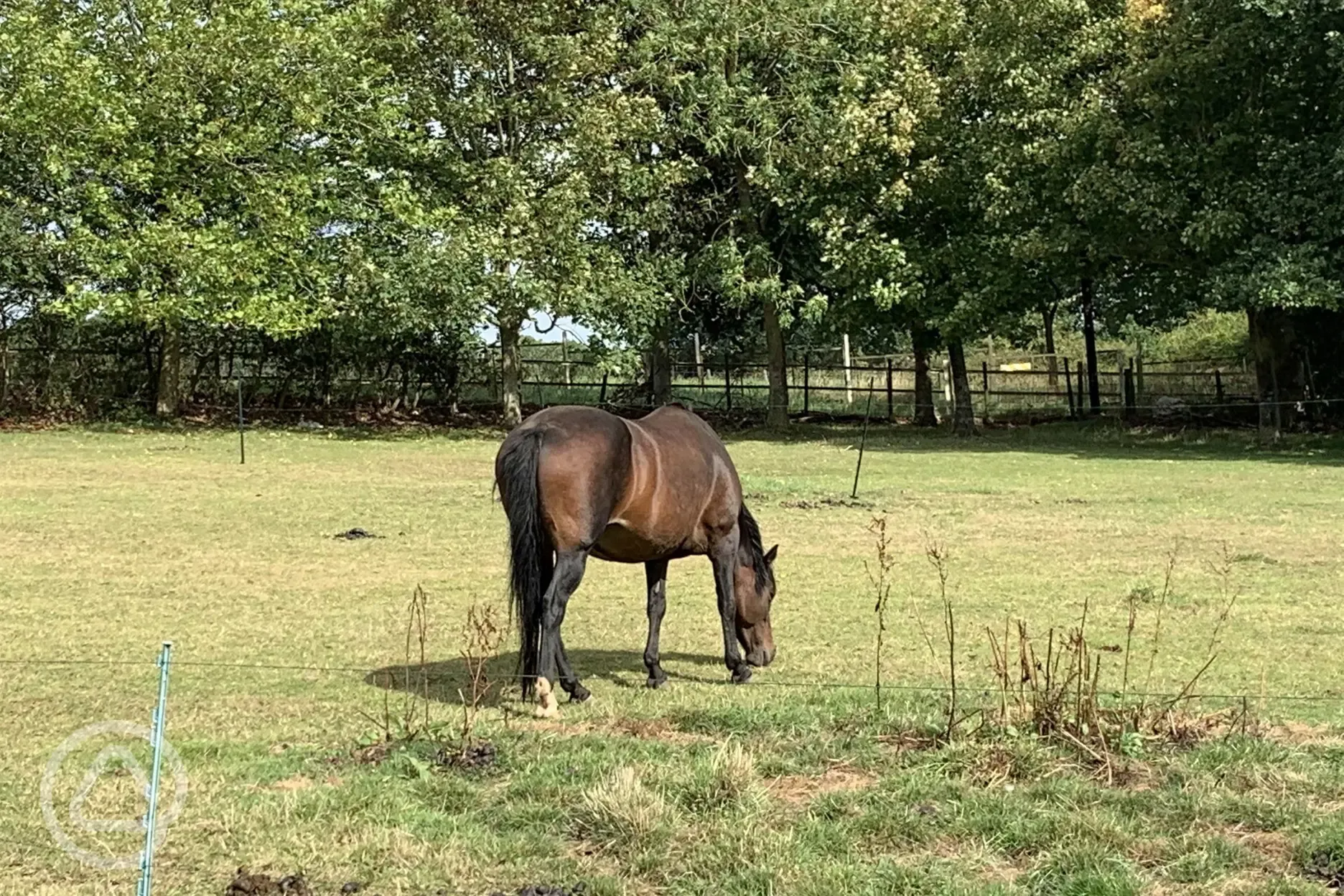 Horse riding at Greenacres Campsite with Pony Pursuits company