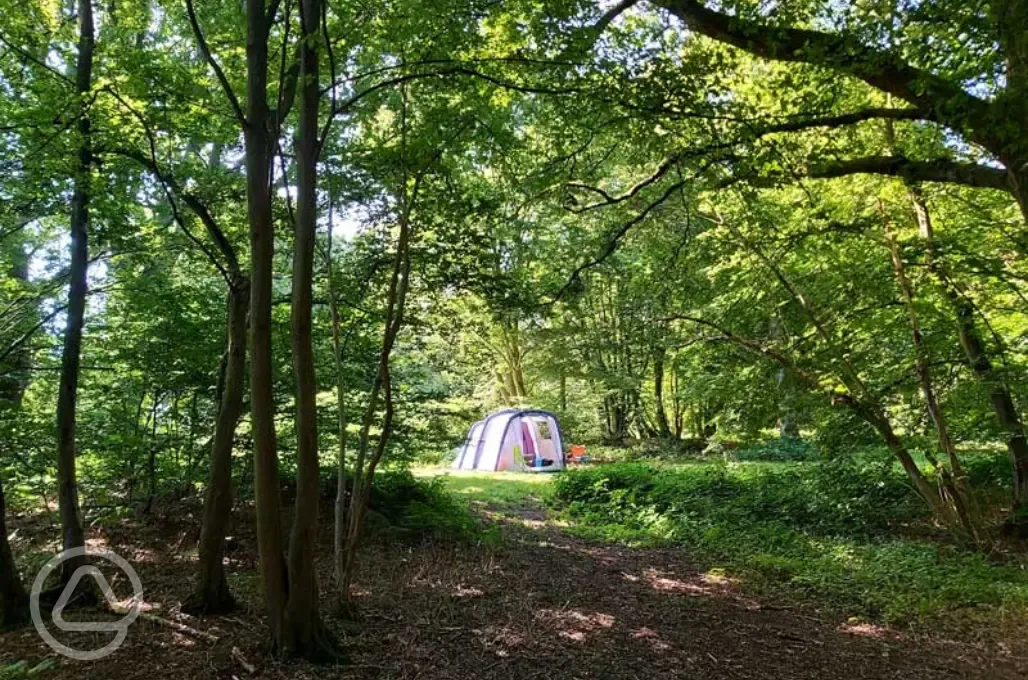 Non electric grass pitches - Woodland Sunny Glade