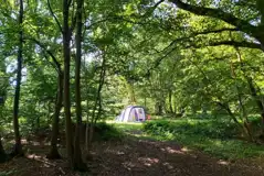 Non electric grass pitch - Woodland Sunny Glade