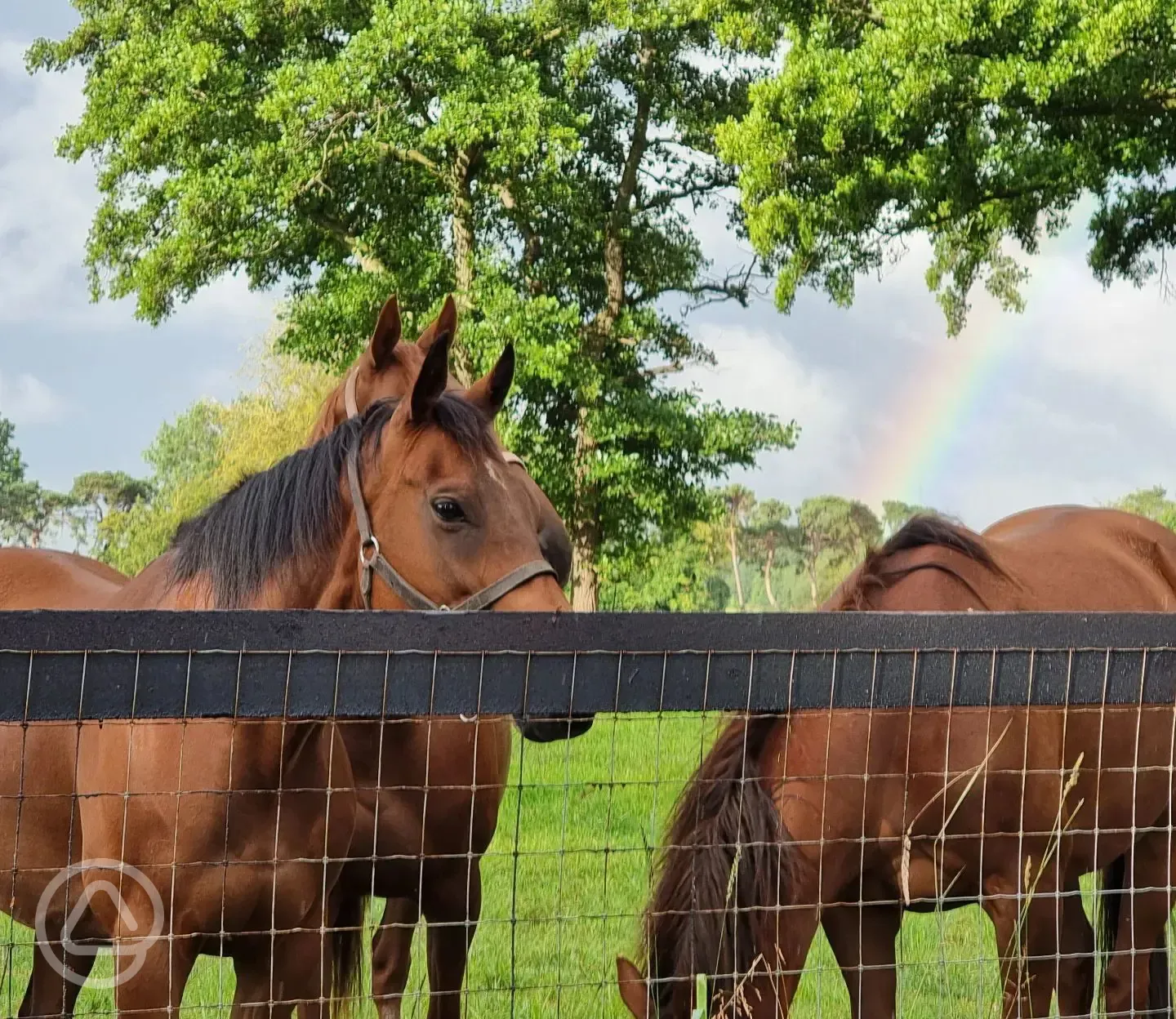 Grazing horses