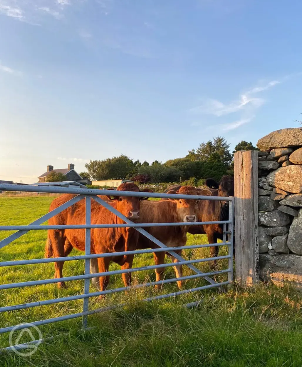 Animals at Llwyn Griffri 