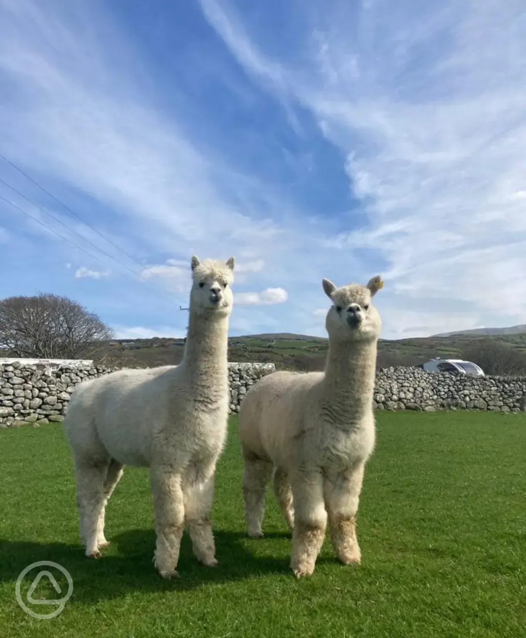 Animals at Llwyn Griffri 
