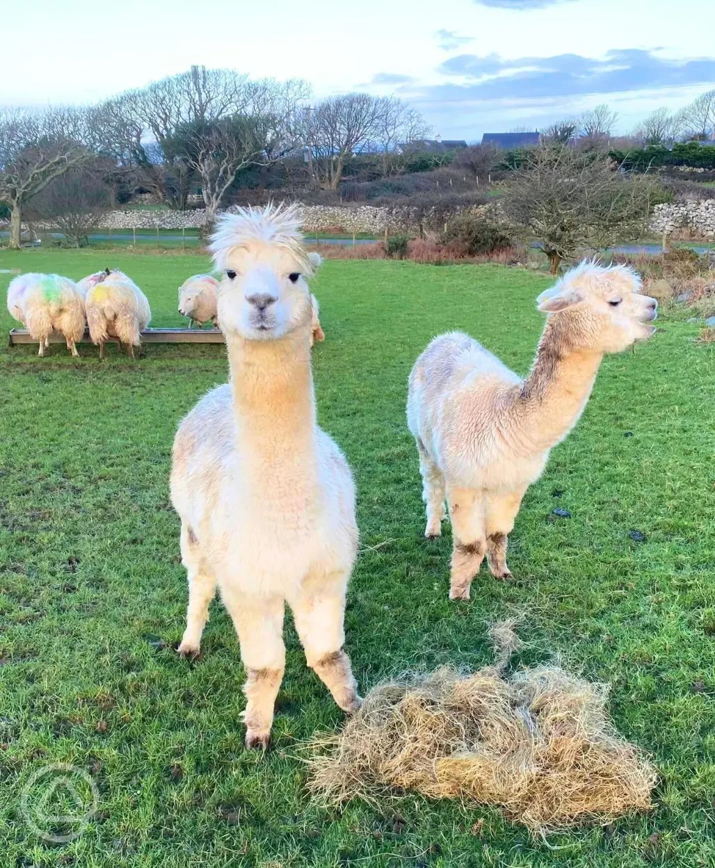 Animals at Llwyn Griffri 