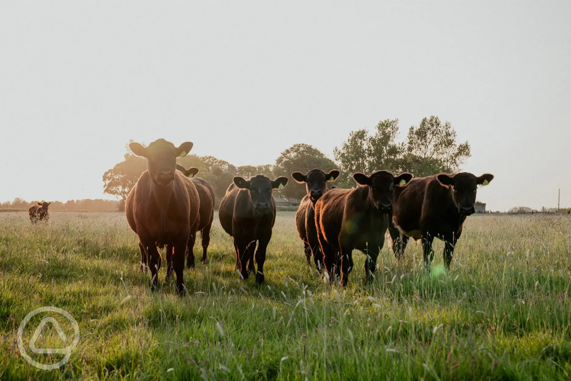 Nearby animals 