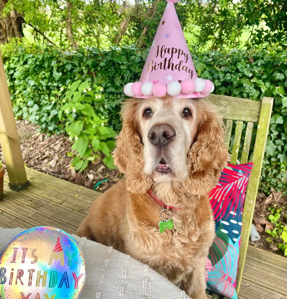 Birthday dog celebrations