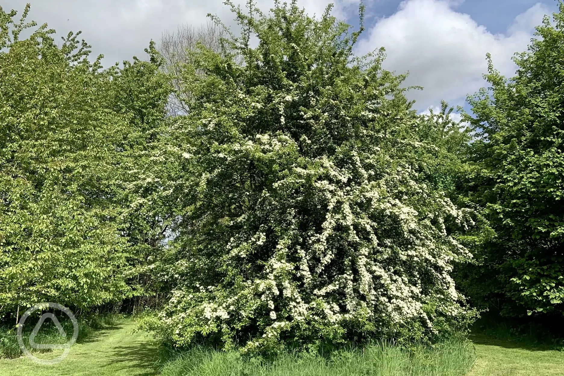 Hawthorn blossom in May next to Holly pitch 
