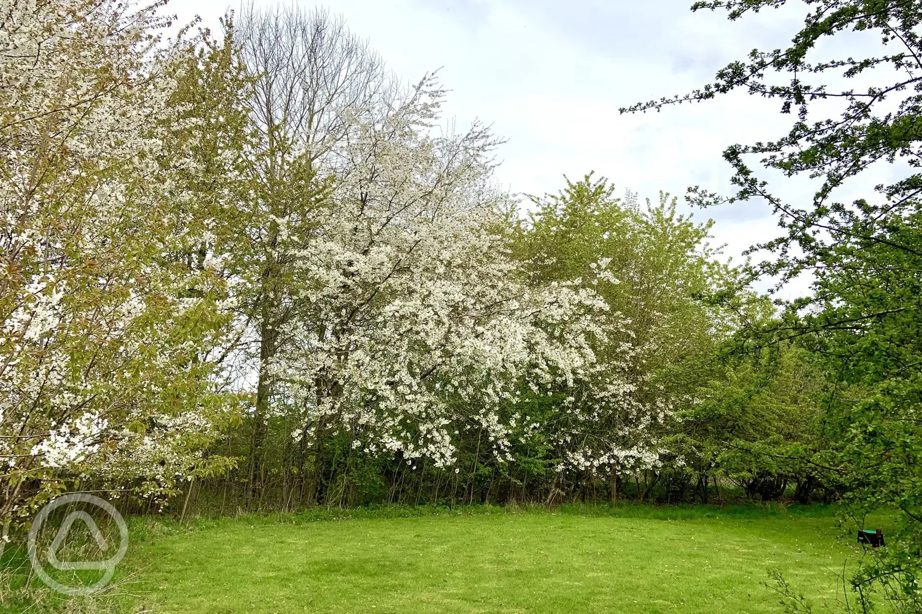 Blossom around the Holly pitch 
