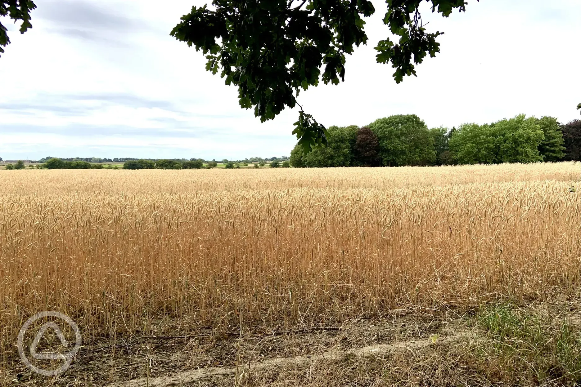 Across the wheat field beyond our site
