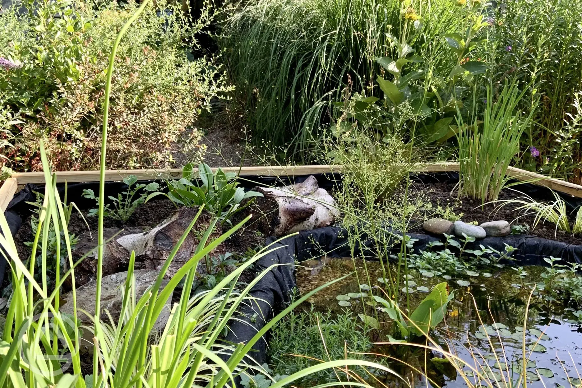 Little raised wildlife pond