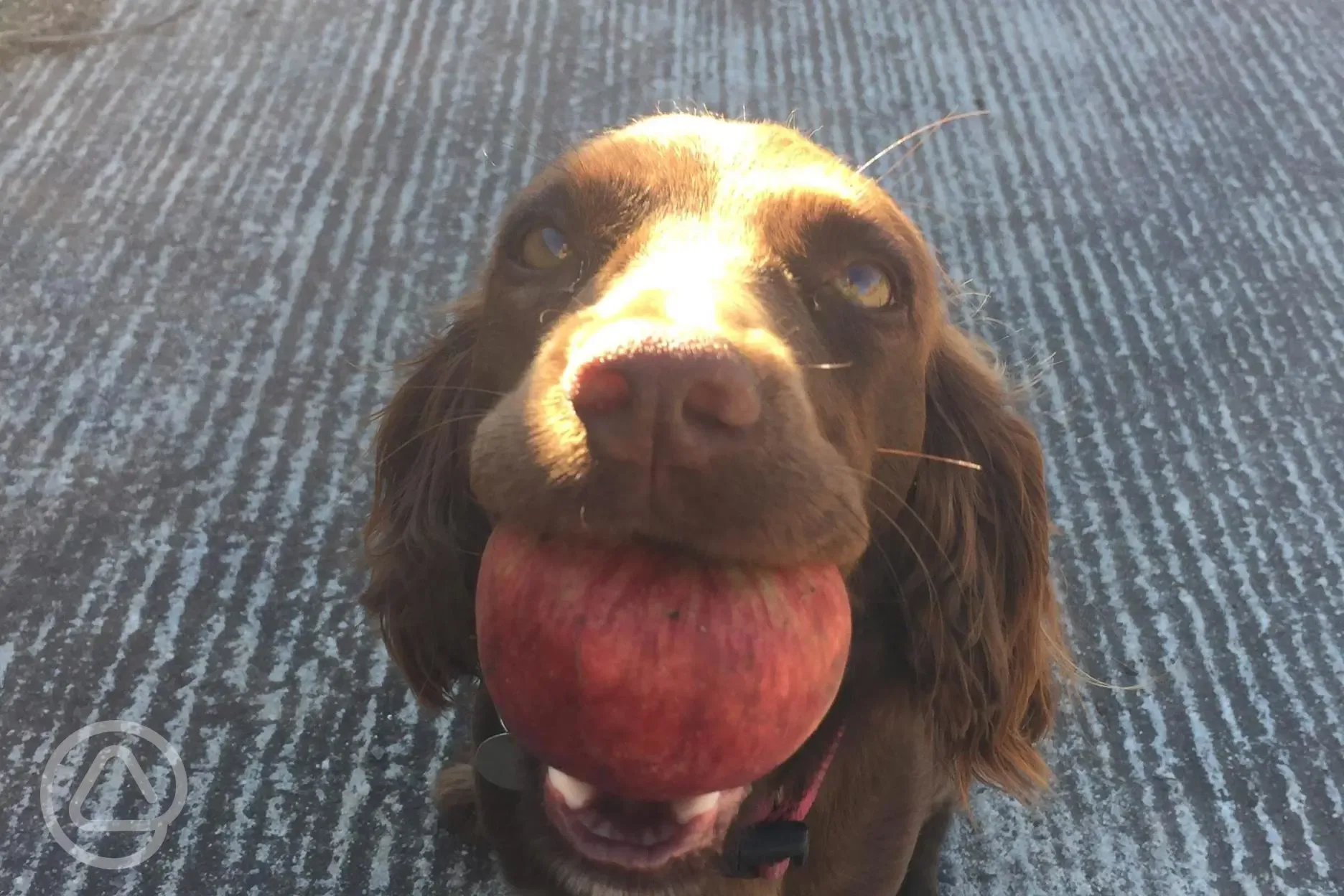 Farm dog helping with the apple harvest