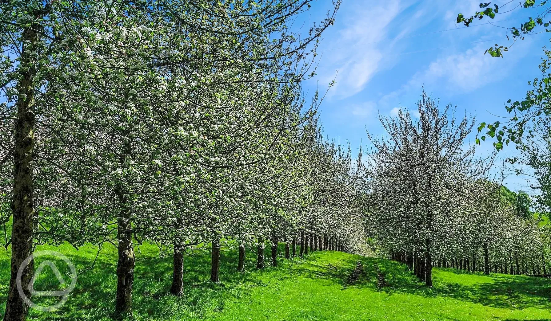 Non electric grass tent pitches in the orchard 