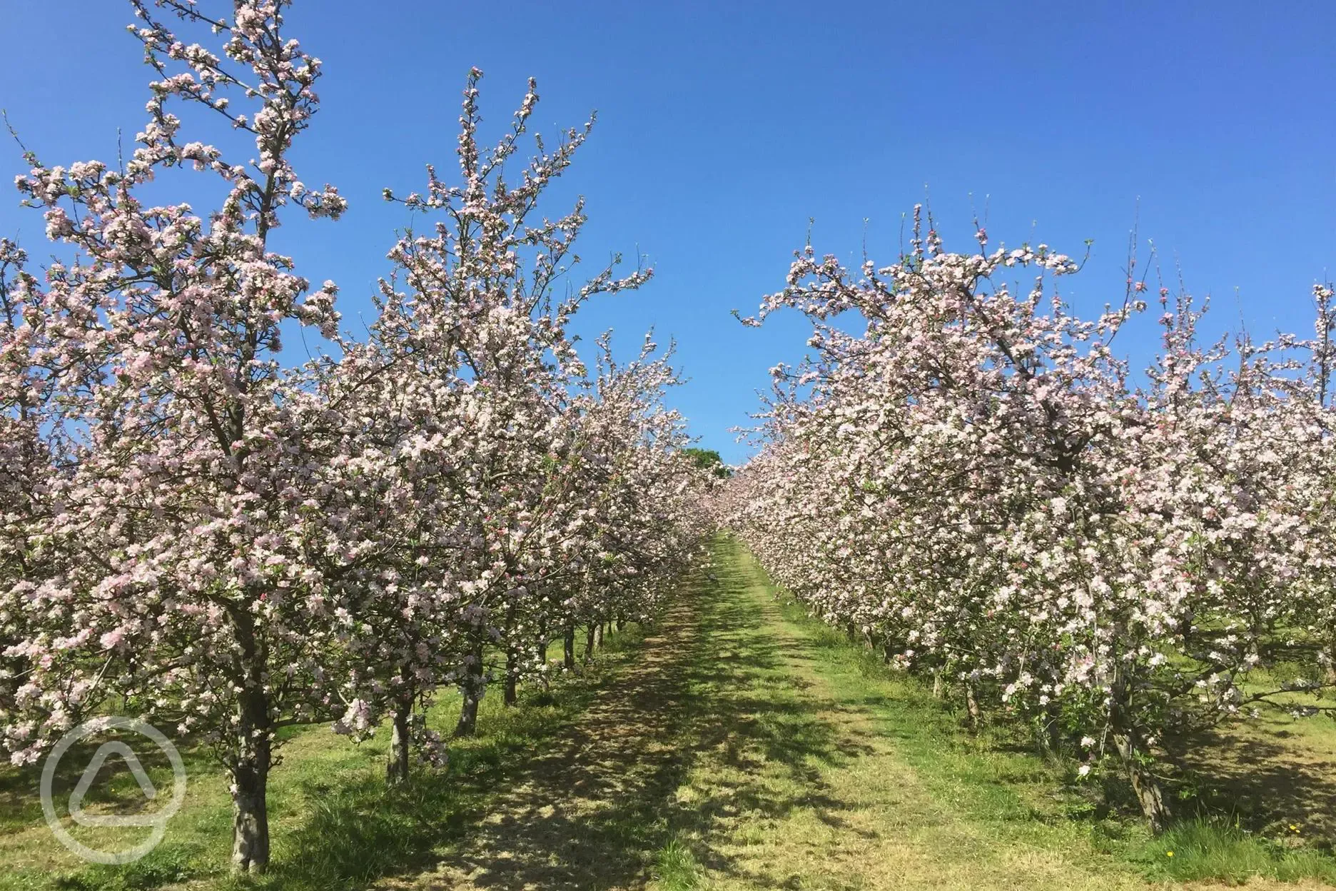 Onsite orchard in Spring