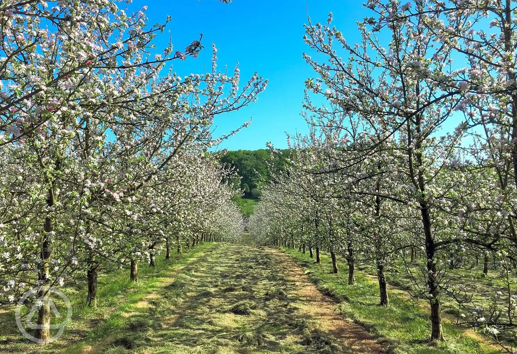 Non electric grass tent pitches in the orchard 