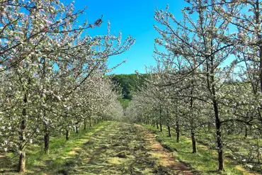 Non electric grass tent pitches in the orchard 