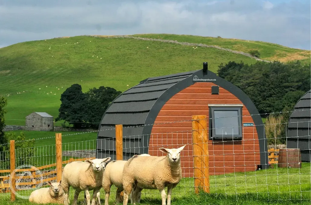 Glamping pod and sheep