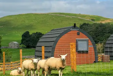 Glamping pod and sheep