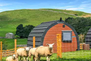 Glamping pod and sheep