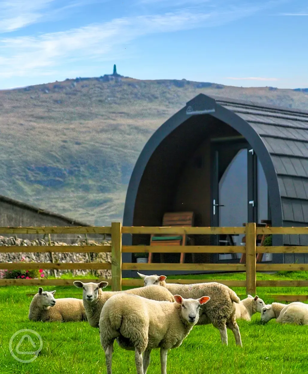 Glamping pod and sheep