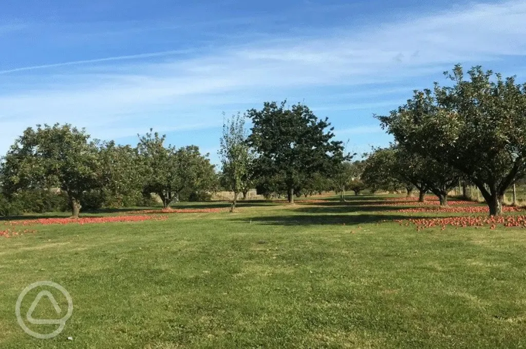the orchard