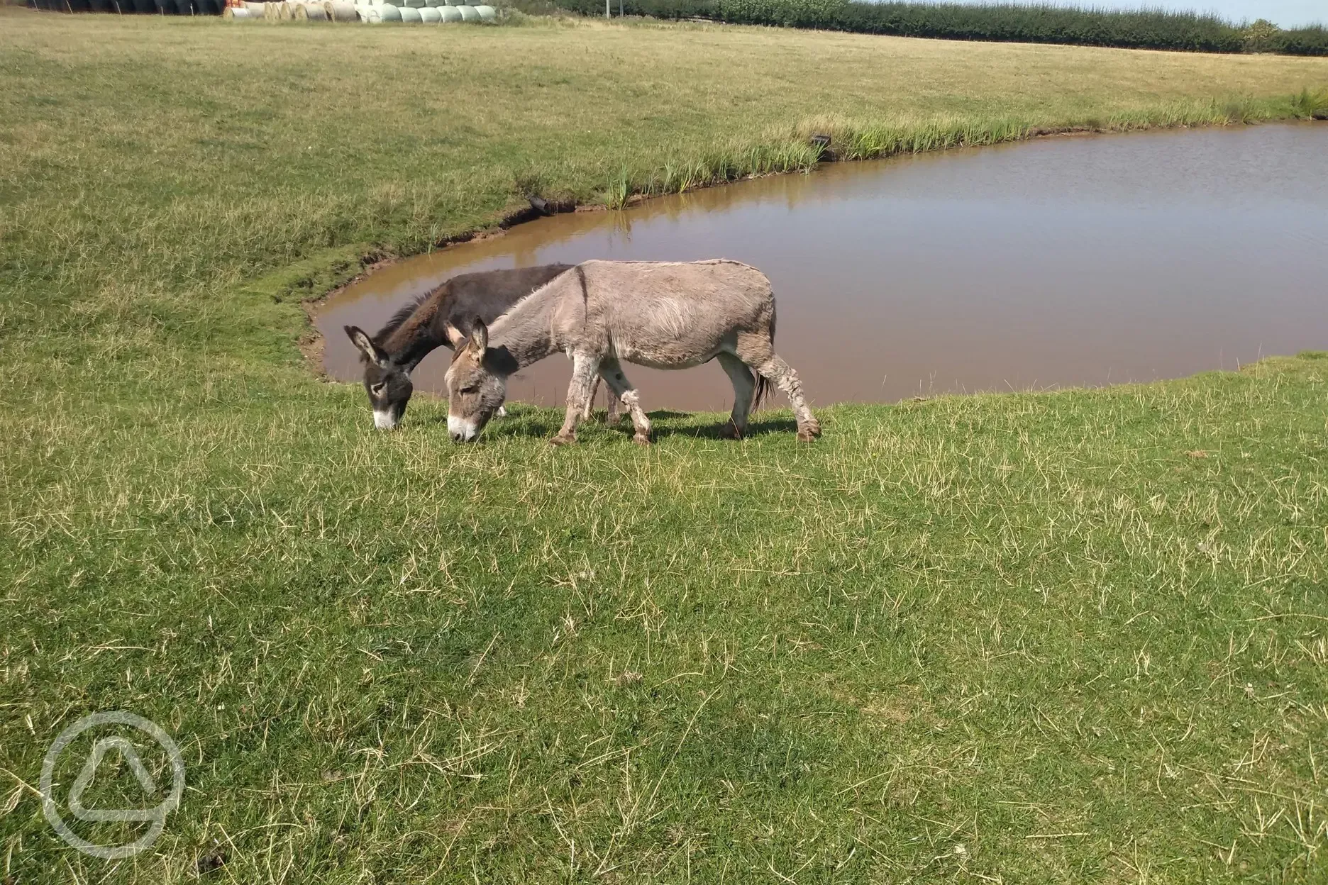 Onsite donkeys