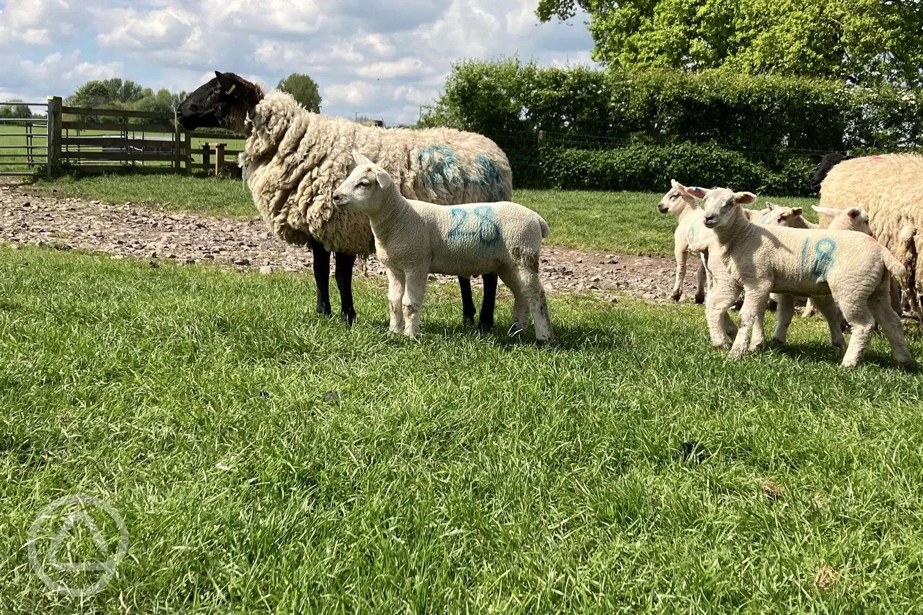 Sheep for neighbours