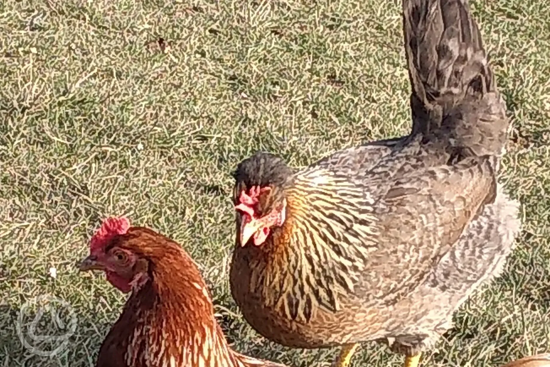 Onsite chickens