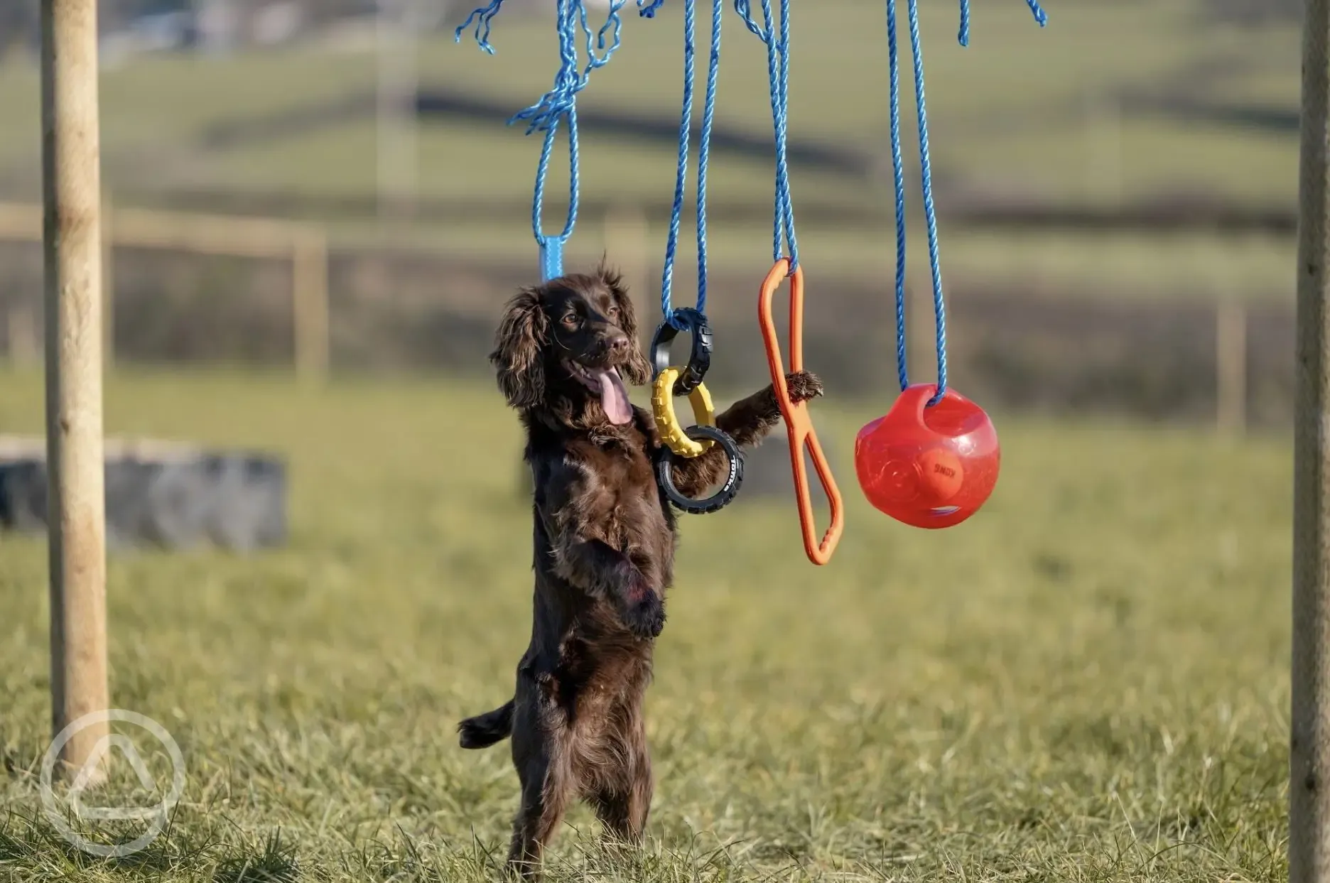 Dog walking field