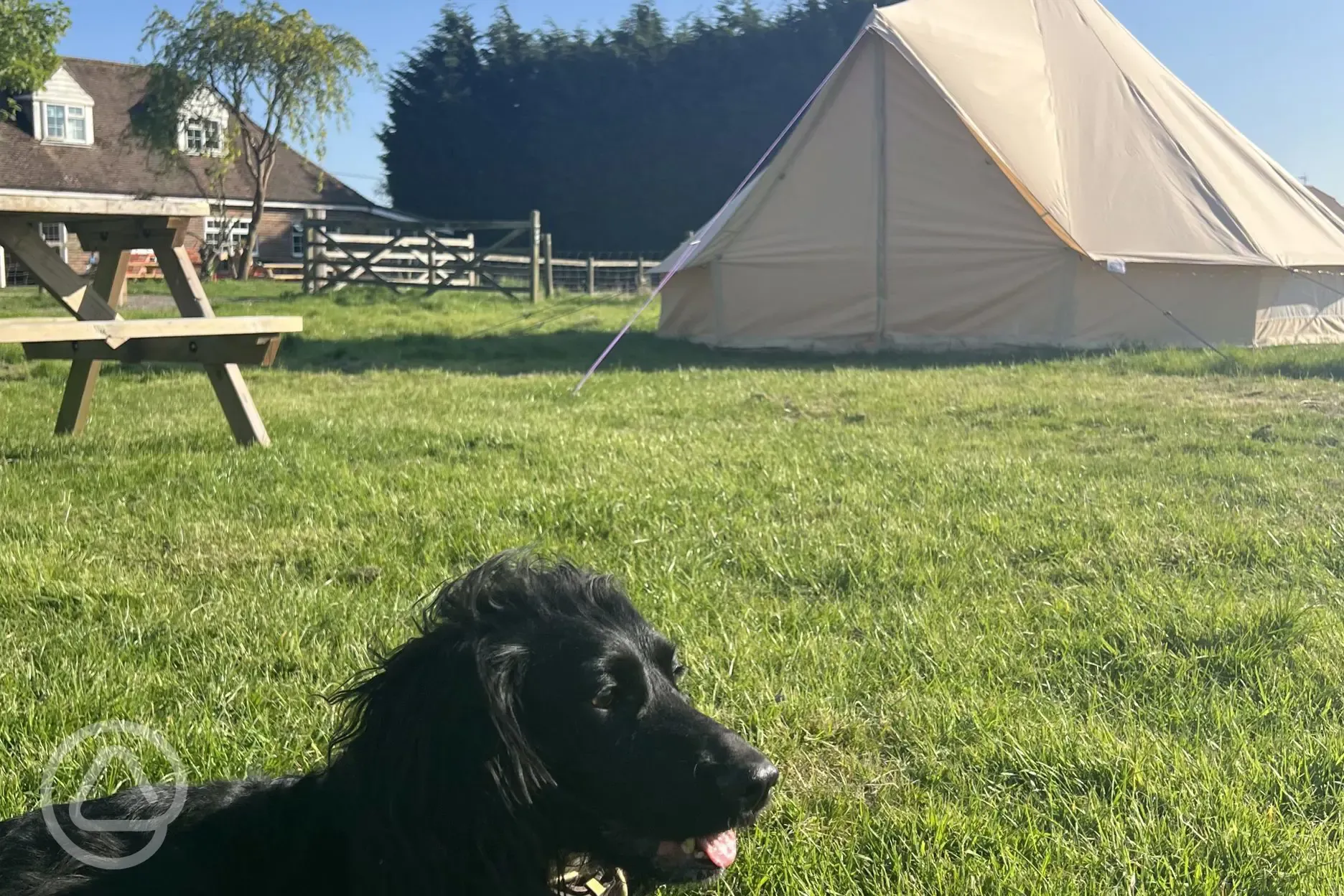 We love dogs, so they stay for free!