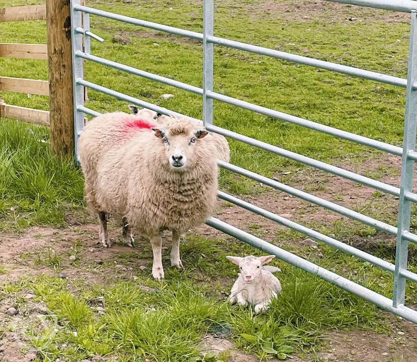 Sheep on site