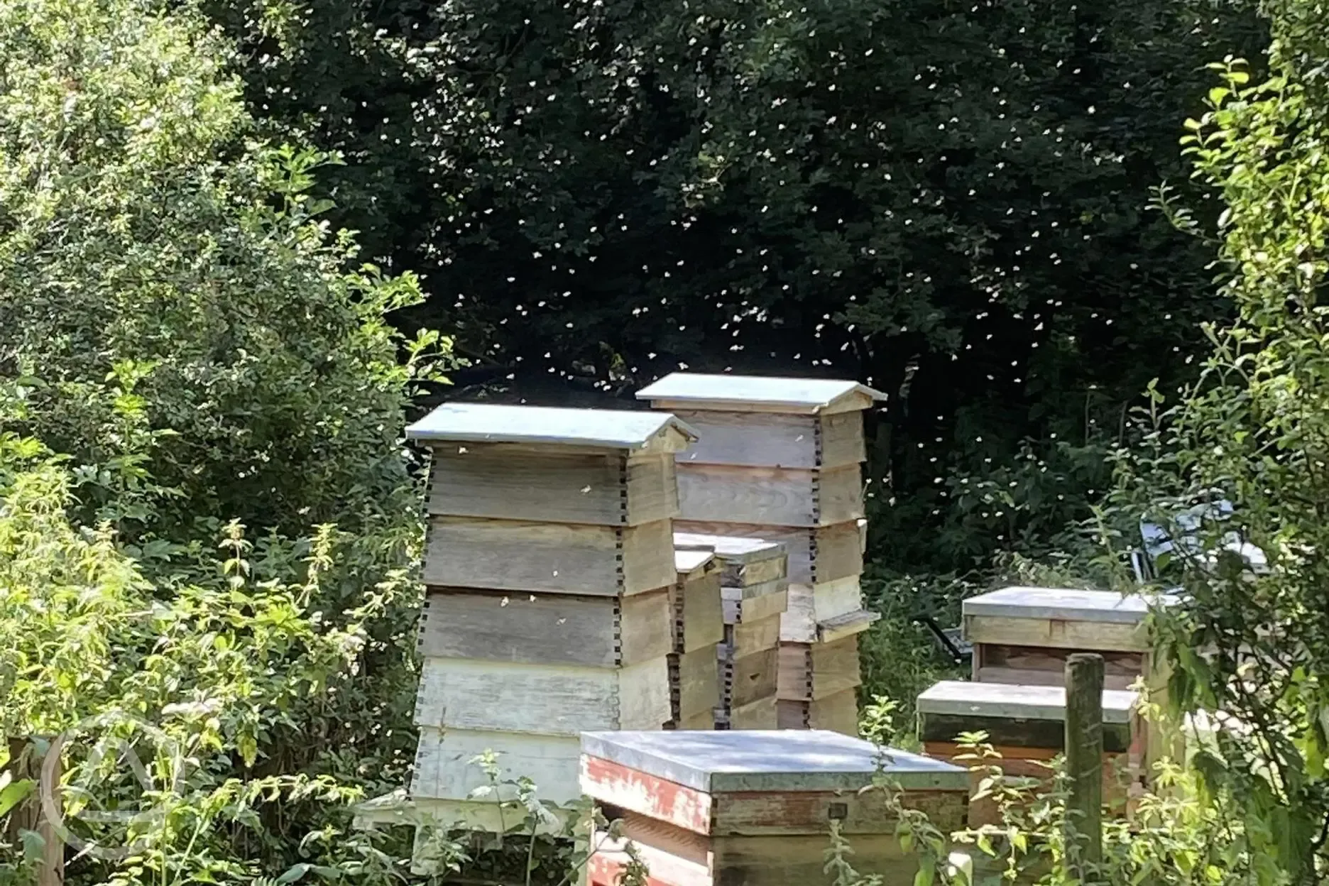 Beehives onsite