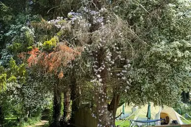 Owley Woods Glamping