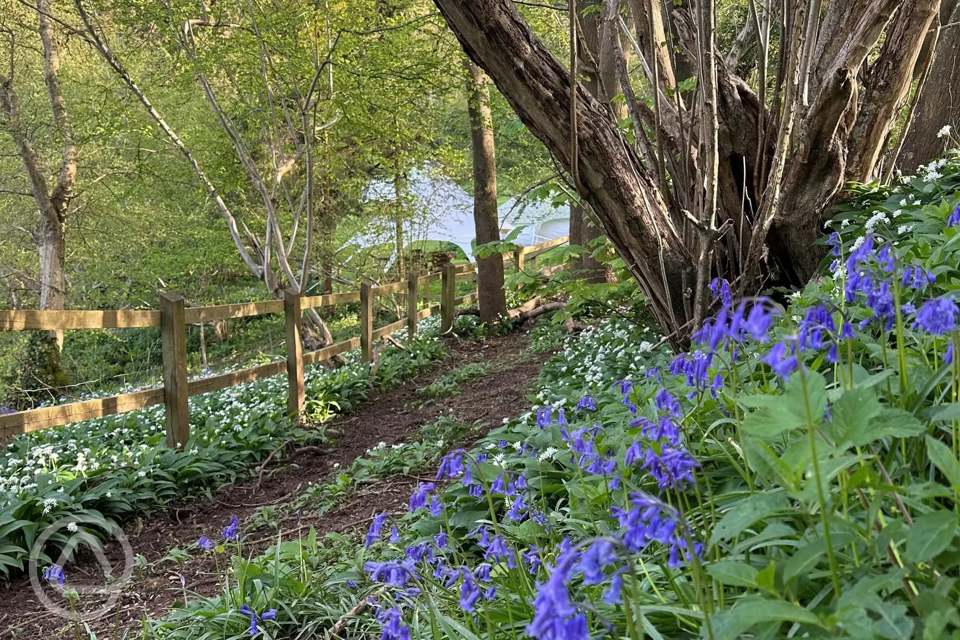 Bluebells