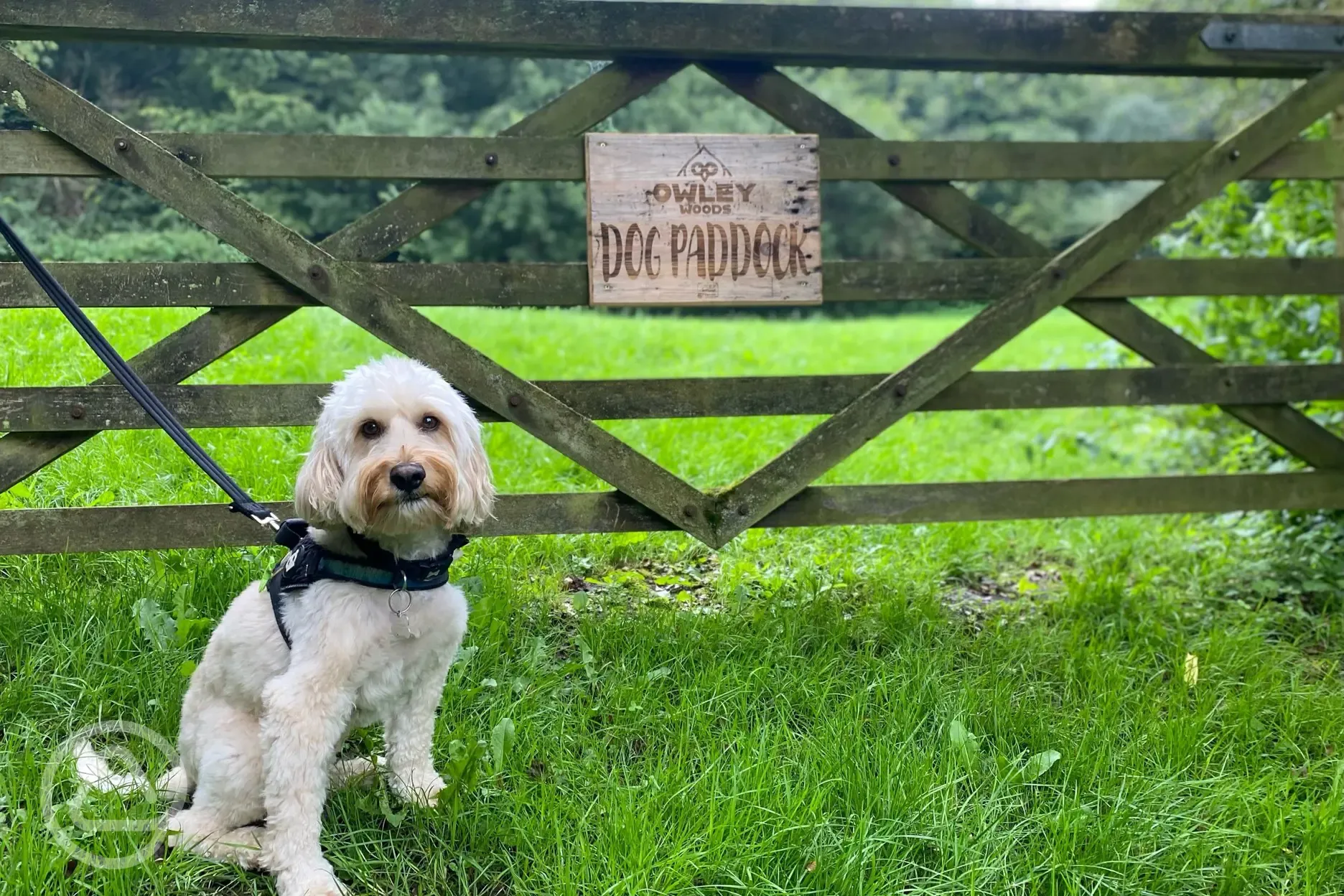 Dog walking paddock