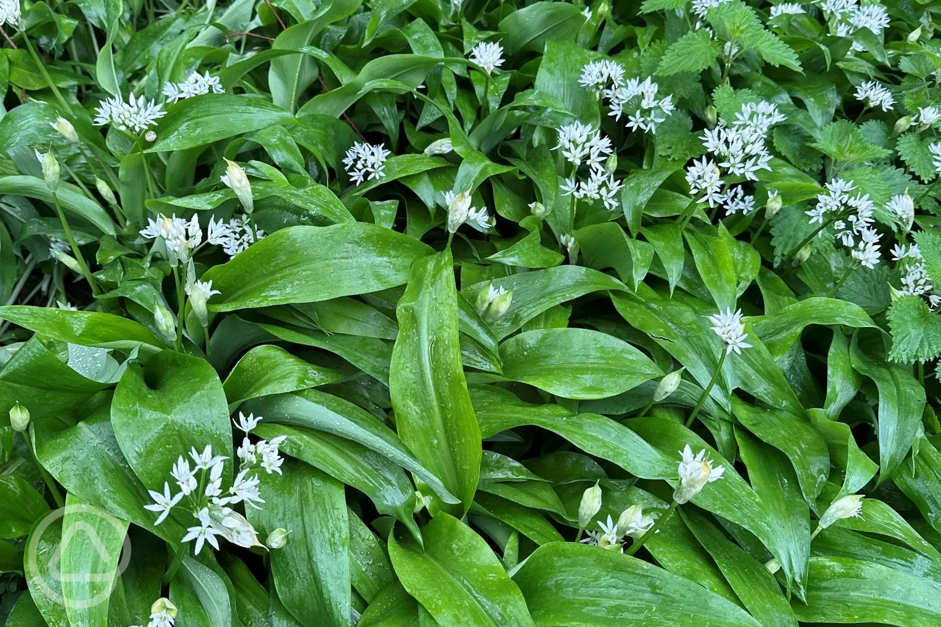 Wild garlic